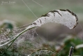 028_Biebrza - pazdziernik 2013